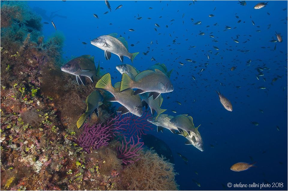 From Tavolara Baptism of the Sea/Scuba Experience - Key Points