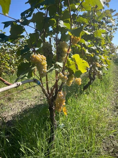 From Tbilisi: Kakheti Day Trip with Wine Tasting - Is This Tour Right for You?