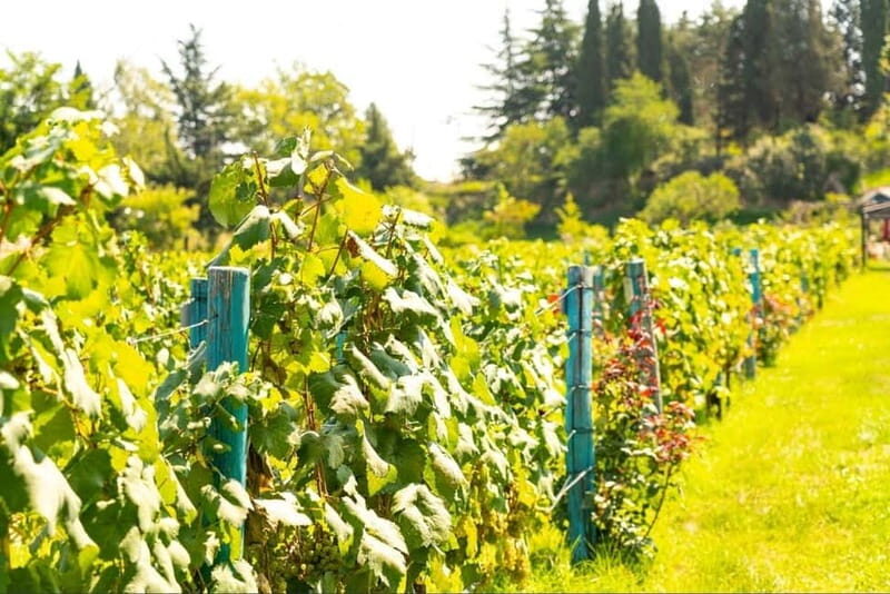 From Tbilisi: Kakheti Wine Tour with Lunch and Tastings - Key Points