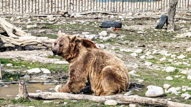 From Tbilisi: Sabaduri, Bears, Jvari & Chronicle of Georgia - The Sum Up