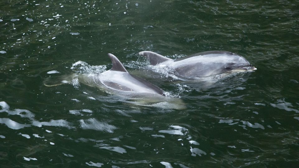 From Te Anau: Milford Sound Tour With Cruise and Lunch - Pricing and Duration