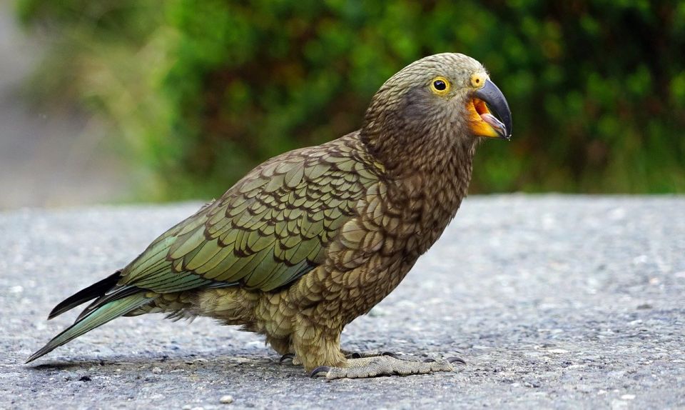 From Te Anau: Milford Sound Tour With Cruise and Lunch - Language and Cancellation Policy