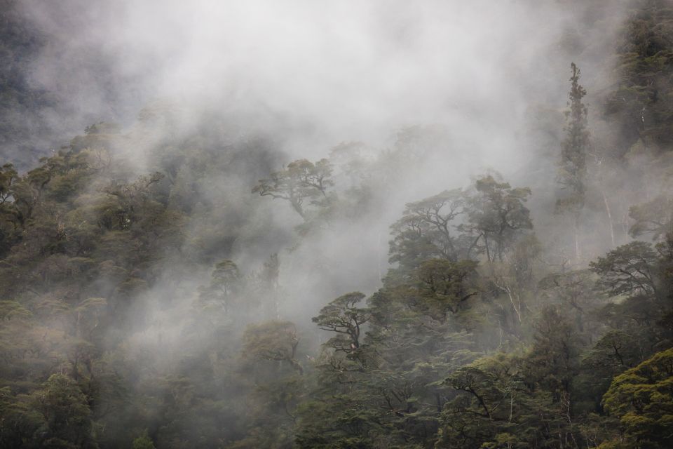 From Te Anau: Premium Doubtful Sound Coach & Cruise - Experience Highlights