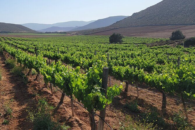 From the Border Valle de Guadalupe Private Wine Tour - Final Thoughts: Is This Tour Right for You?