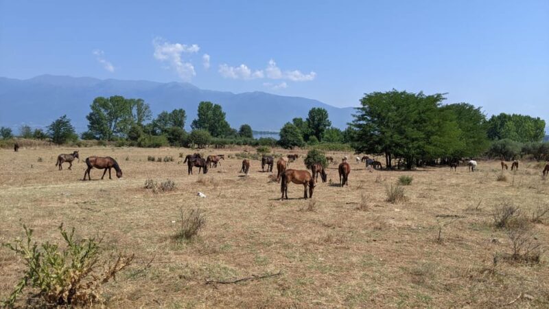From Thessaloniki: Lake Kerkini, Boat Ride & Winery Day Tour - Valuing the Experience