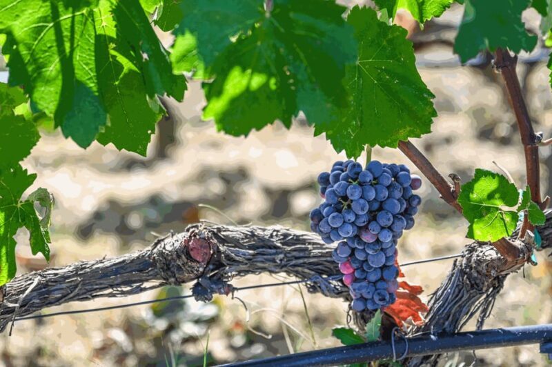 From Thessaloniki: Pella-Edessa-Naousa wine tasting - Exploring Pella: The Cradle of Alexander the Great