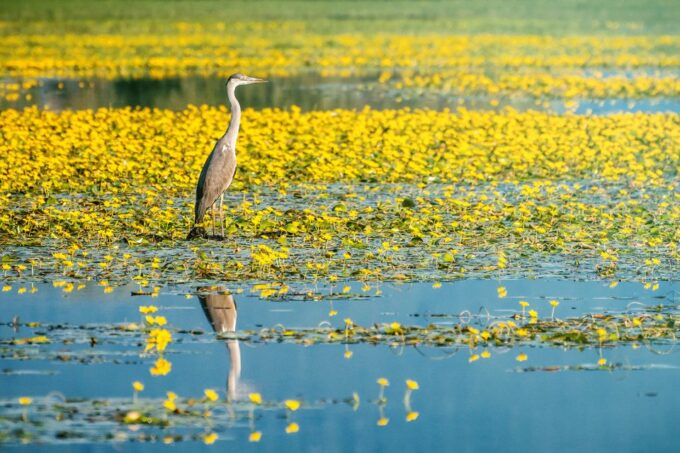 From Thessaloniki: Private Day Trip to Kerkini Lake - Booking Information