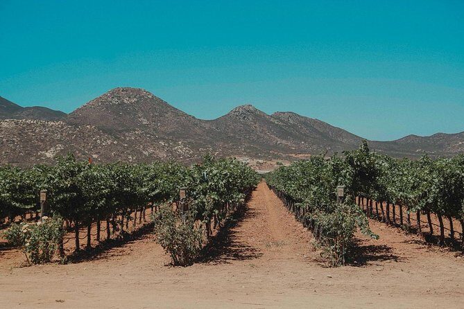 From Tijuana to Valle de Guadalupe private tour 6 passengers - Key Points