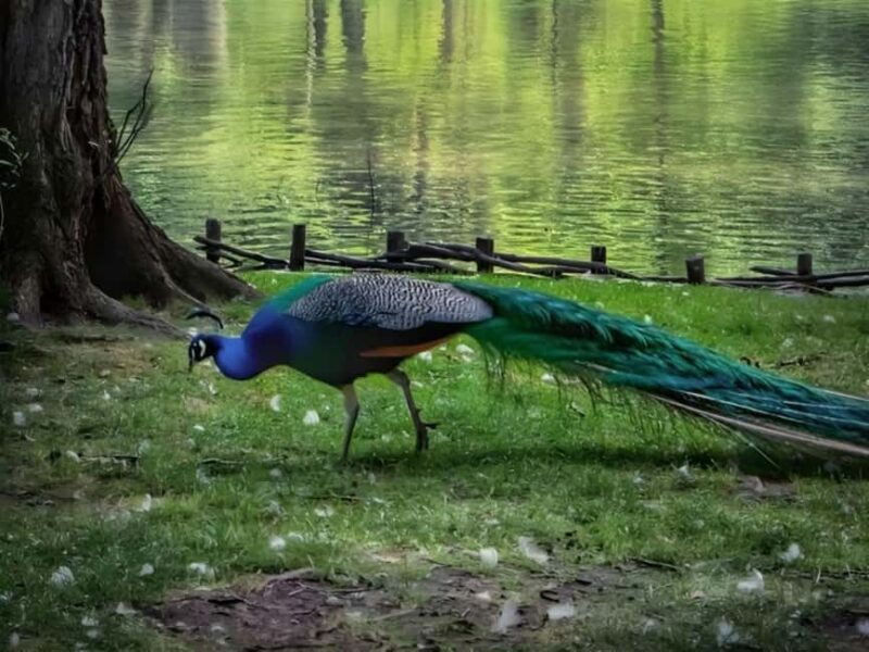 From Tirana 3 Day Lin, Lake Ohrid, Pogradec and Korca - Who Should Consider This Tour