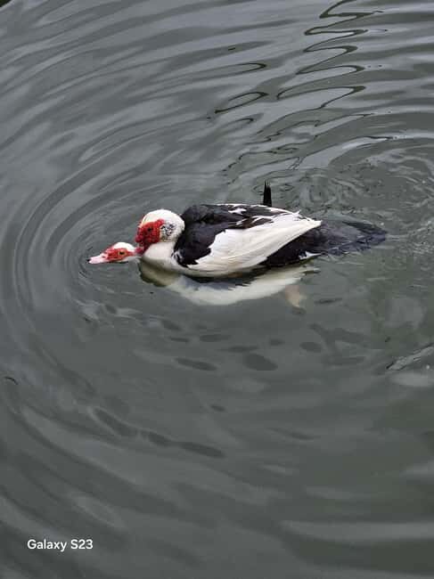 From Tirana: Berat Day Trip with Belshi Lake - Who Will Enjoy This Tour?