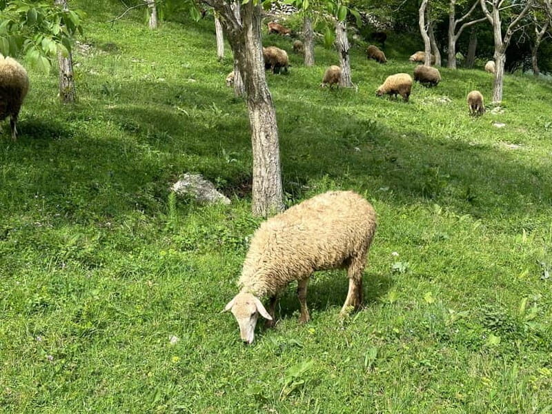 From Tirana: Bovilla Lake & Gamti Mountain Viewpoint Hike - An In-Depth Look at the Experience