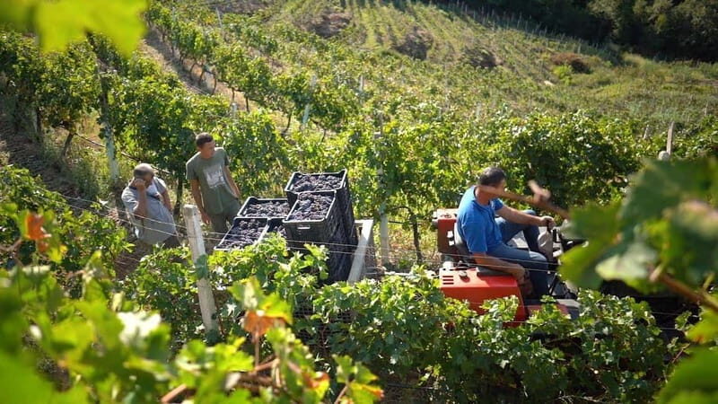 From Tirana/Durres/Golem: Cape of Rodon & Wine Tasting Tour. - Practical Details & What to Expect