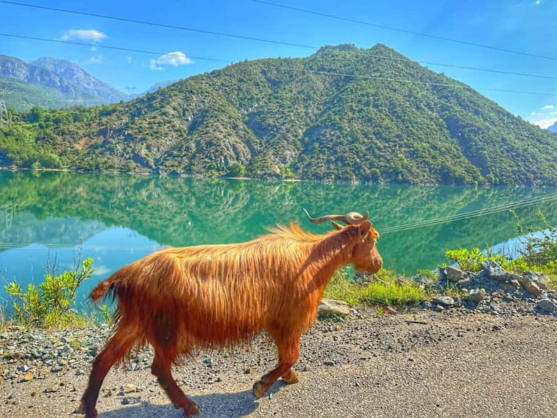 From Tirana/Shkodra: Komani Lake and Shala River Day Trip - Shala River: A Natural Sanctuary