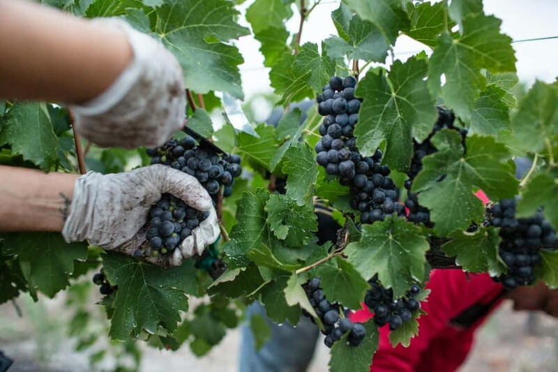 From Tirana: Wine Tasting & Durres Small Group Tour - The Sum Up