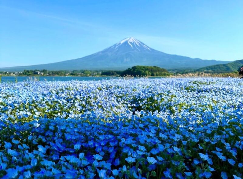 From Tokyo: Mount Fuji Day Tour With English Speaking Driver - Important Information