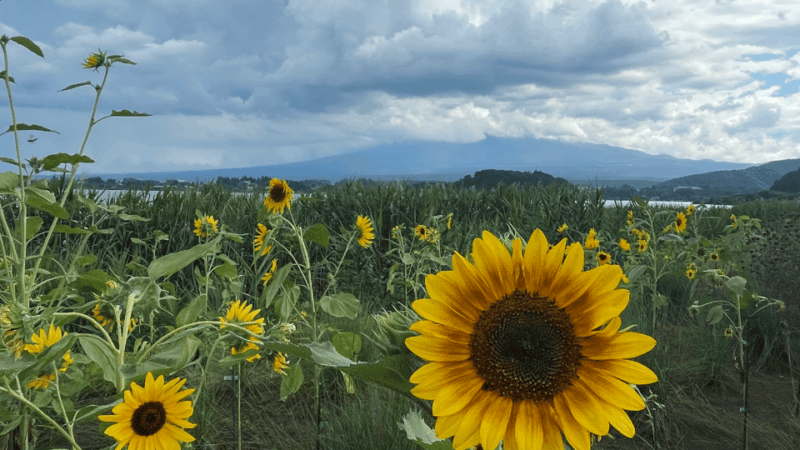 From Tokyo: Mount Fuji Private Day Trip - Transportation Details