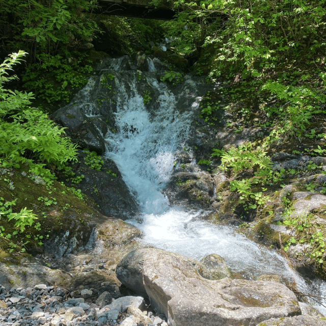 From Tokyo: Snow Monkey Park & Zenko-ji Temple Private Tour - Pricing Information