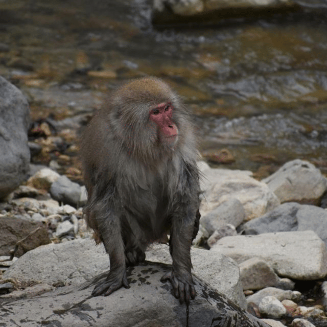 From Tokyo: Snow Monkey Park & Zenko-ji Temple Private Tour - Booking Process