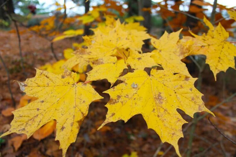 From Toronto: Explore Muskoka - Hardy's Lake Provincial Park - Huckleberry Rock Lookout: One of Muskoka’s Most Iconic Views