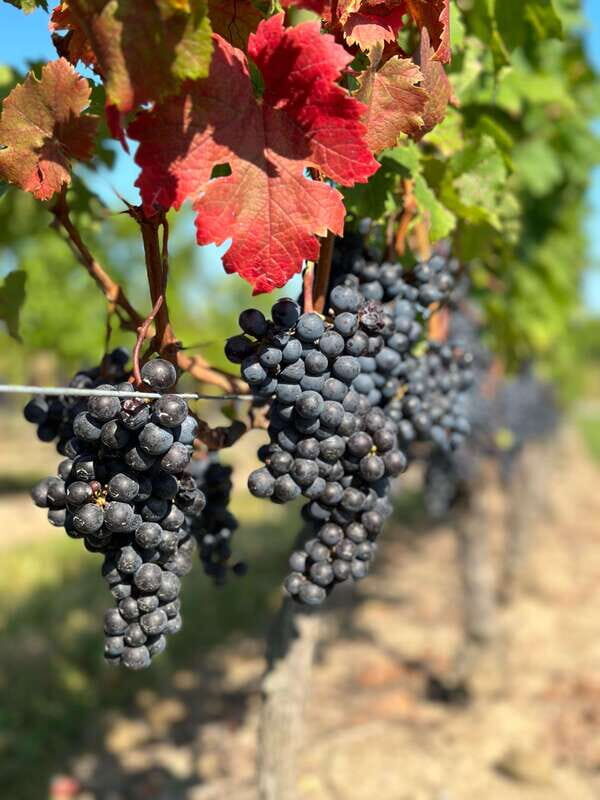 From Toronto: Niagara Falls Day Trip & Wine Tasting - Introduction: A Thoughtful Way to Experience Niagara Falls