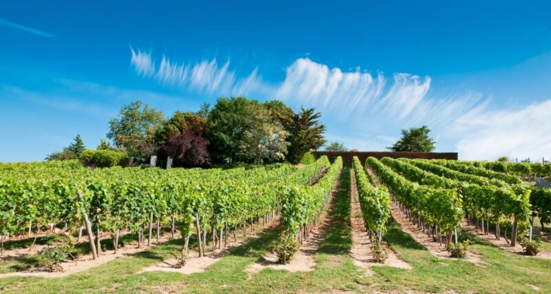 From Tours: Loire Valley Wineries Day Trip With Tastings - Exploring Chinon