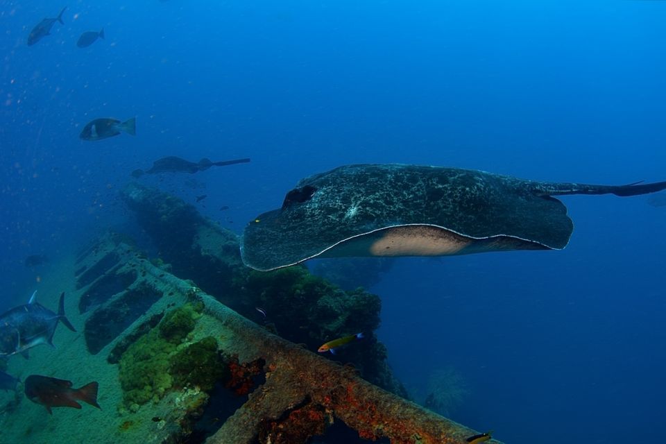 From Townsville or Magnetic Island: Yongala Wreck Dive Trip - Key Points