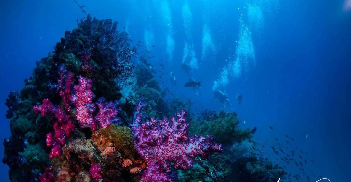 From Townsville or Magnetic Island: Yongala Wreck Dive Trip - Dive Experience