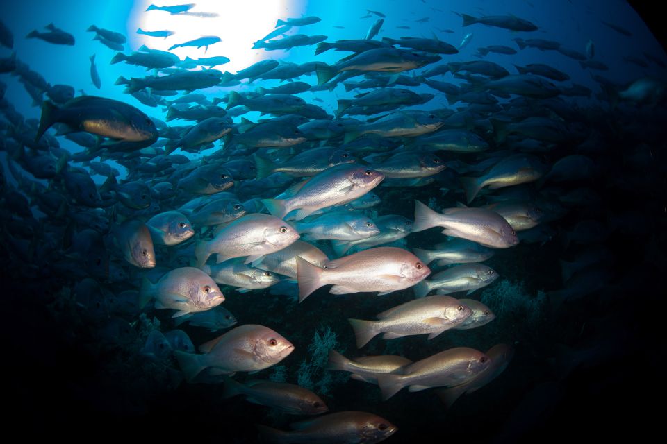 From Townsville or Magnetic Island: Yongala Wreck Dive Trip - Participant Information