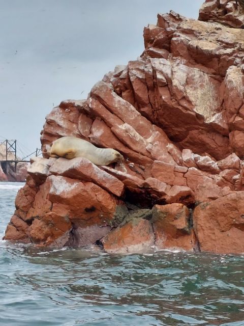 From TPP Paracas: Islands Tours & Paracas Natural Reserve - Additional Information