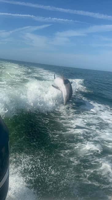 From Treasure Island: Dolphin Watching and Shelling Cruise - Key Points