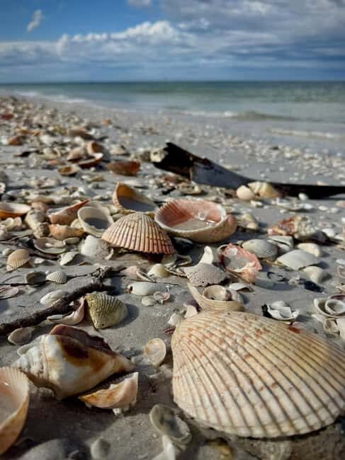 From Treasure Island: Dolphin Watching and Shelling Cruise - Who Might Not Find This Tour Ideal?