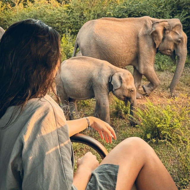 From Trincomalee : Minneriya / Kaudulla Elephant Safari - What to Bring & Tips