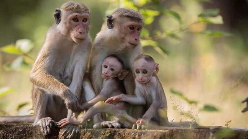 From Trincomalee : Minneriya / Kaudulla Elephant Safari - The Experience in Detail