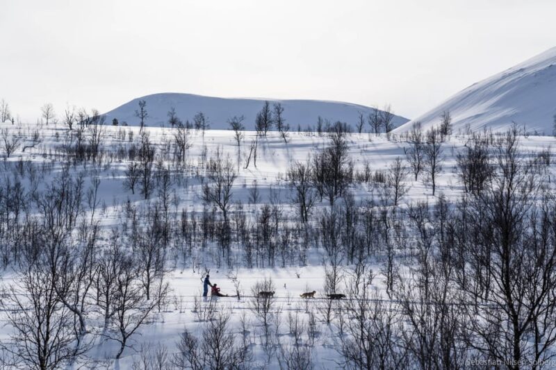 From Tromsø: Advanced Dog Sledding Tour at Camp Tamok - Itinerary and Experience