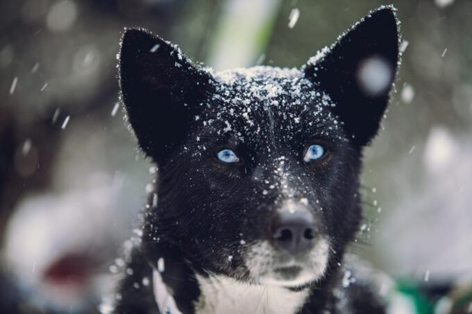 From Tromsø: Advanced Dog Sledding Tour at Camp Tamok - Booking Information