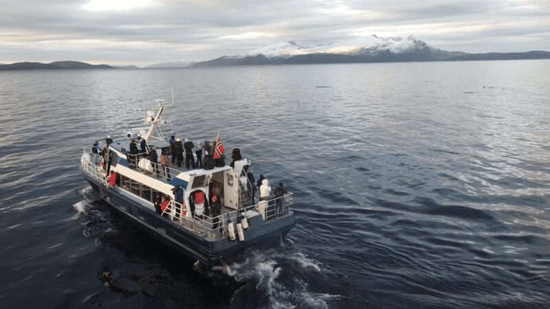 From Tromsø: All-Inclusive Whale & Orca Safari - Key Points