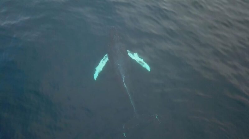 From Tromsø: All-Inclusive Whale & Orca Safari - An In-Depth Look at the Experience