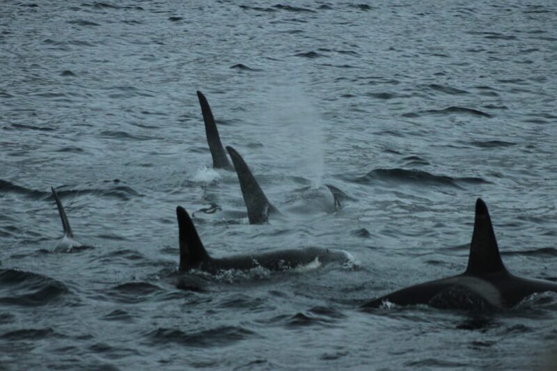 From Tromsø: All-Inclusive Whale & Orca Safari - Value for Money