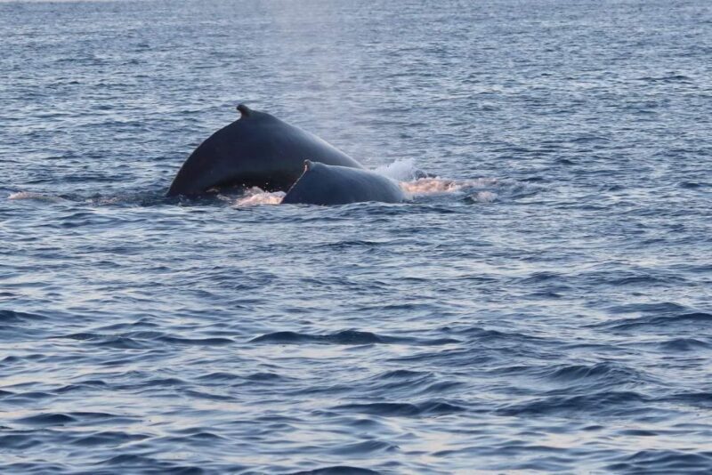 From Tromsø: All-Inclusive Whale & Orca Safari - Practical Tips for Travelers