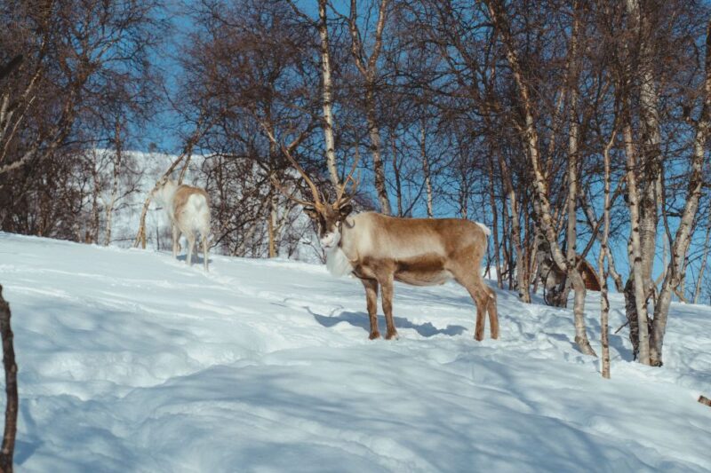 From Tromsø: Daytime Reindeer Sledding at Camp Tamok - Itinerary and Experience