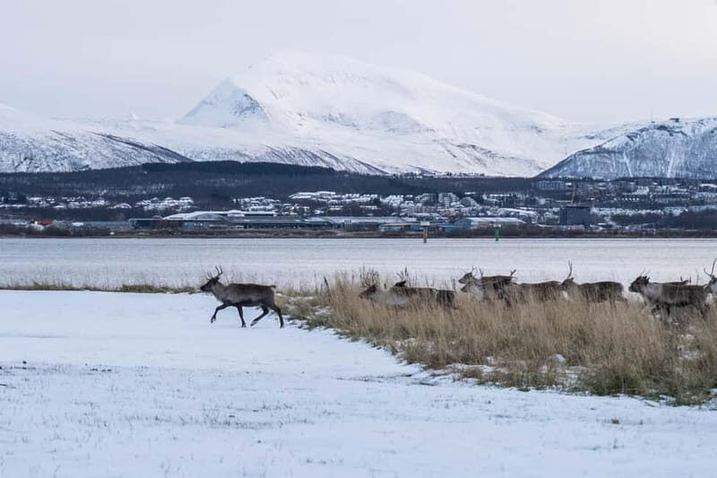 From Tromsø: Fjord Tour and Visit to Sommarøy in French - Returning via a Different Route