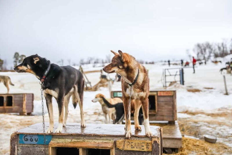 From Tromsø: Guided Husky Snowshoe Hike and Husky Camp Visit - An In-depth Look at the Tromsø Husky Snowshoe Tour
