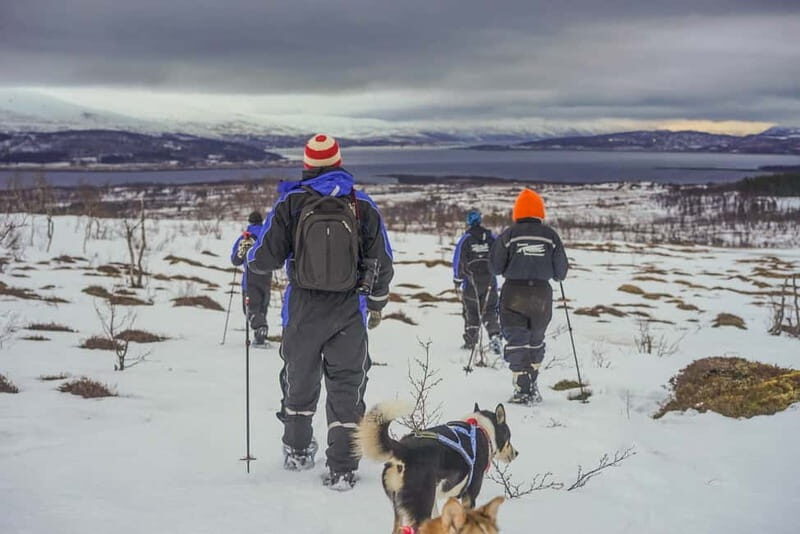 From Tromsø: Guided Husky Snowshoe Hike and Husky Camp Visit - Why This Tour Is Perfect for You