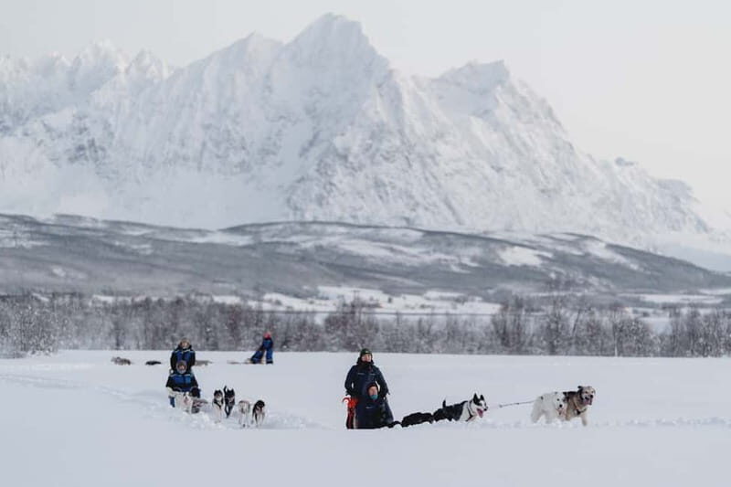 From Tromsø: Husky Experience with Self-Drive Dog Sled Ride - The Itinerary in Detail: What You Can Expect