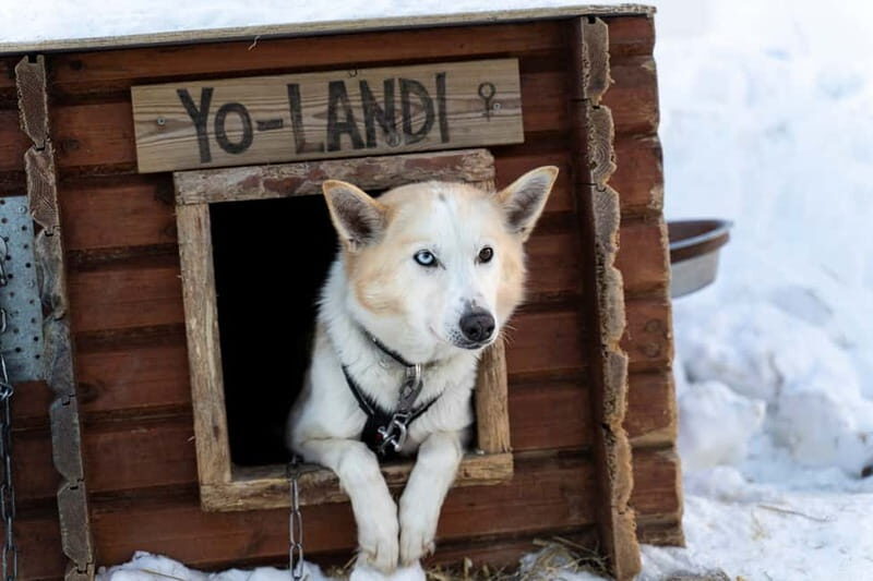 From Tromsø: Husky Experience with Self-Drive Dog Sled Ride - The Sum Up: Who Will Love This Tour?
