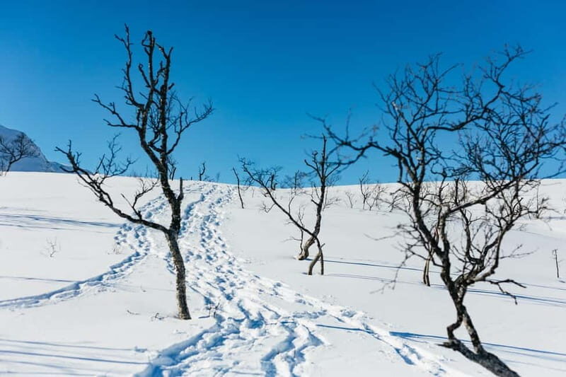 From Tromsø: Snowshoeing Hike with Picnic Lunch and Photos - Final Thoughts: Is It Worth It?