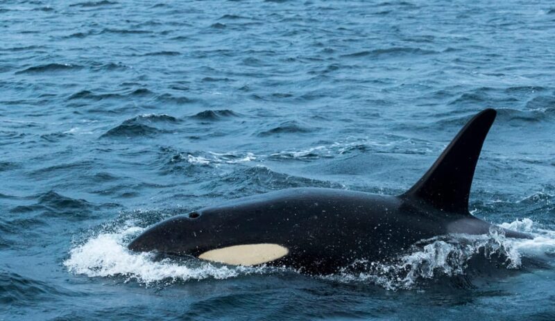 From Tromsø: Whale Watching RIB Safari at Skjervøy - Why This Whale Safari Stands Out