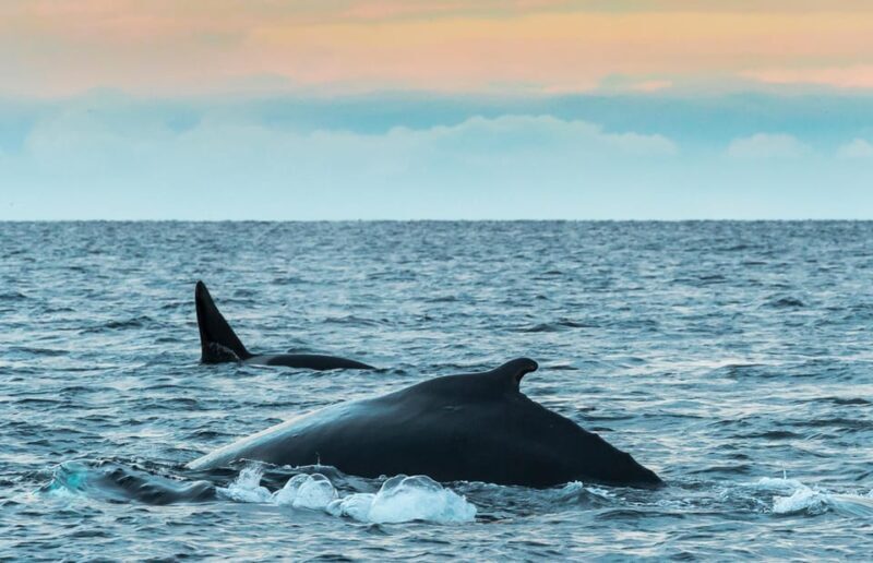 From Tromsø: Whale Watching RIB Safari at Skjervøy - The RIB Safari: Up Close with Cetaceans
