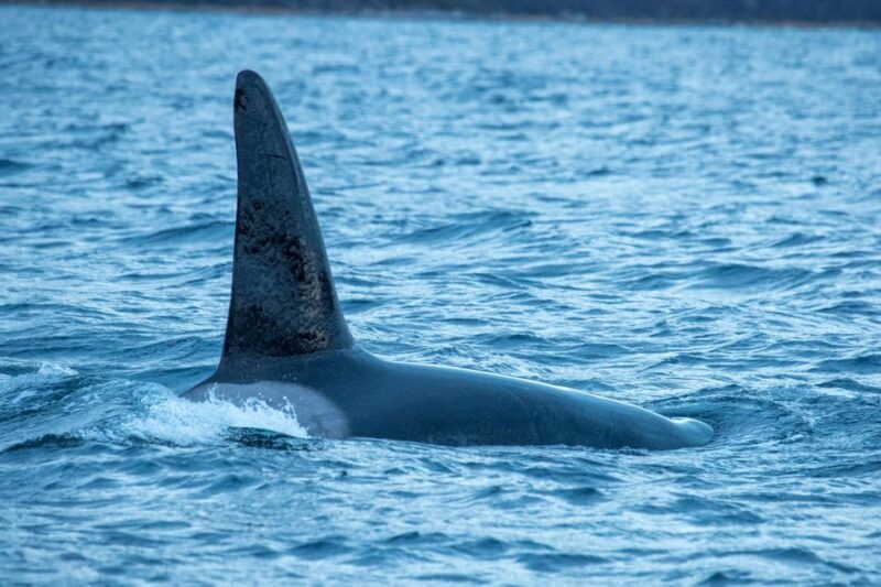 From Tromsø: Whale Watching RIB Safari at Skjervøy - Authentic Experiences and Small Groups