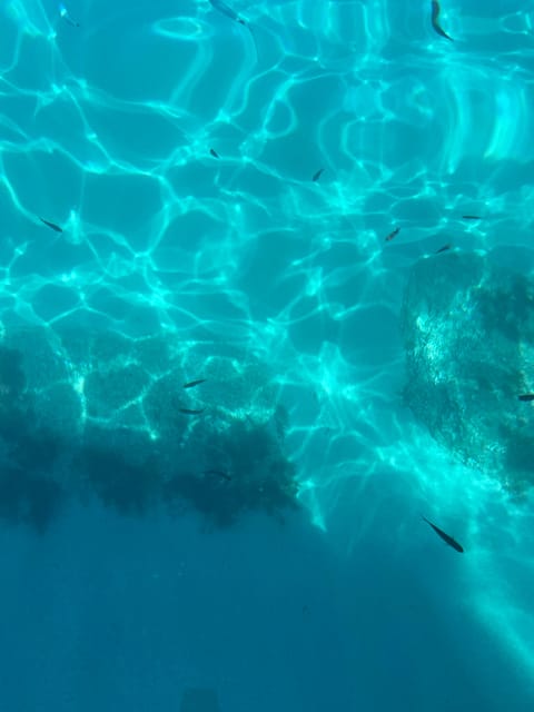 From Tropea: Max 8 People Comfort Trip to Capo Vaticano - Booking and Pricing Information